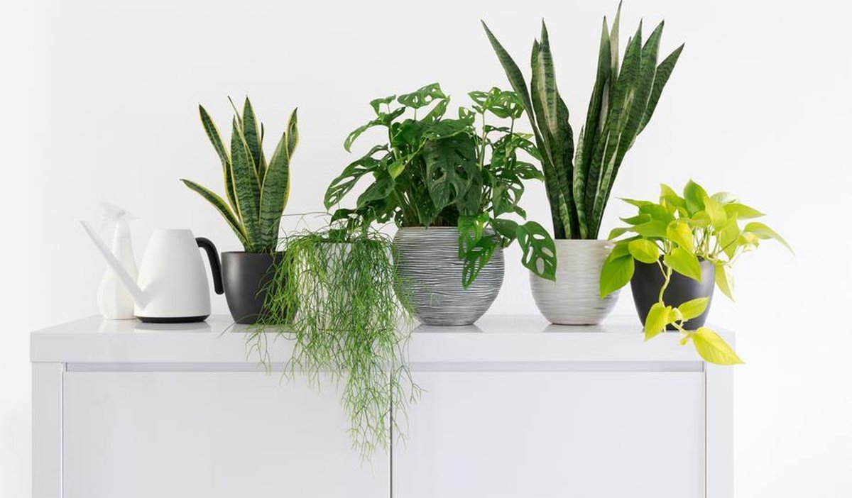  Sansevieria XL 'Zeylanica' Per Stuk | Vrouwentong - Kamerplant In Kwekerspot ⌀17 Cm - ↕65 Cm