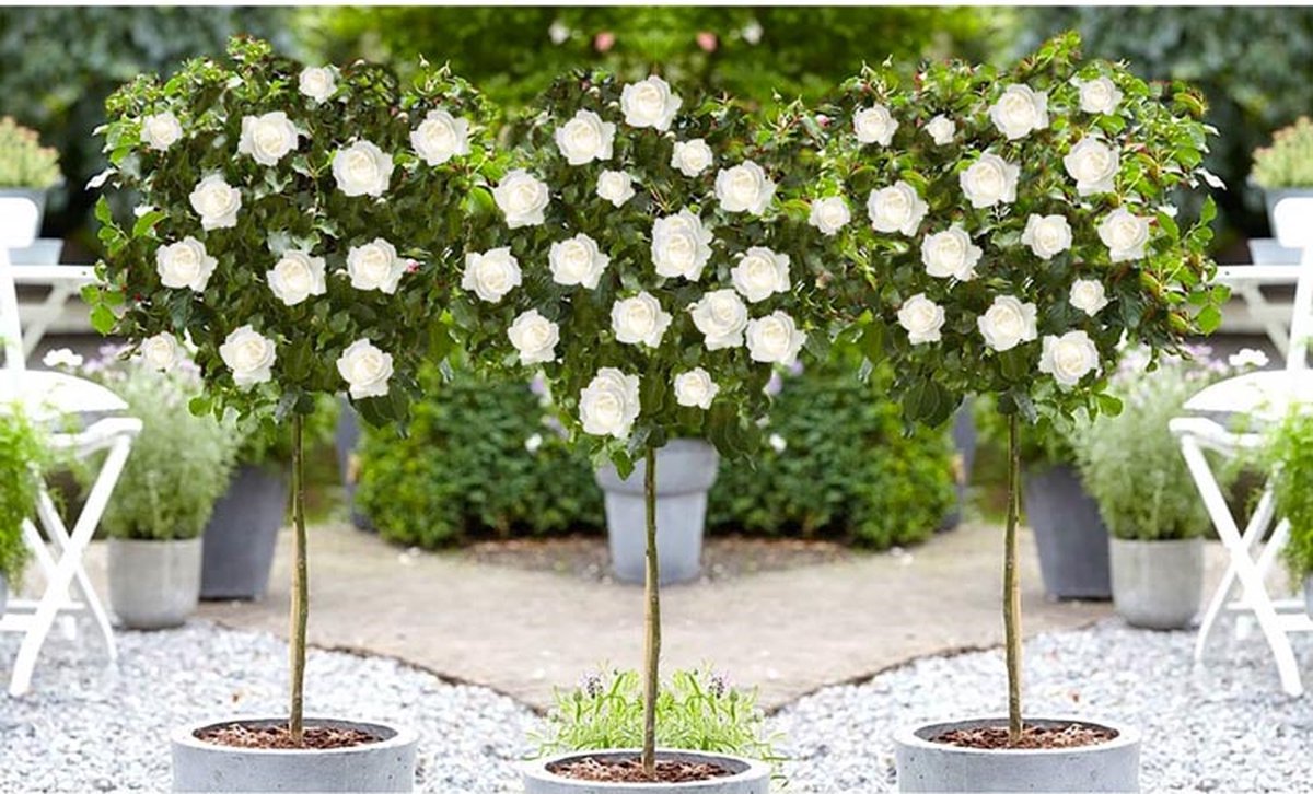  Stamrozen 3x XXL - Buitenplant - Grootbloemig - OH2 - Winterhard - Heerlijke Geur - Wit- Stamrozen 120-140 Cm