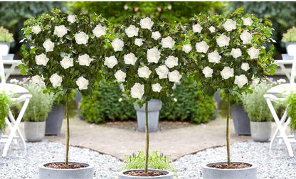  Stamrozen 3x XXL - Buitenplant - Grootbloemig - OH2 - Winterhard - Heerlijke Geur - Wit- Stamrozen 120-140 Cm