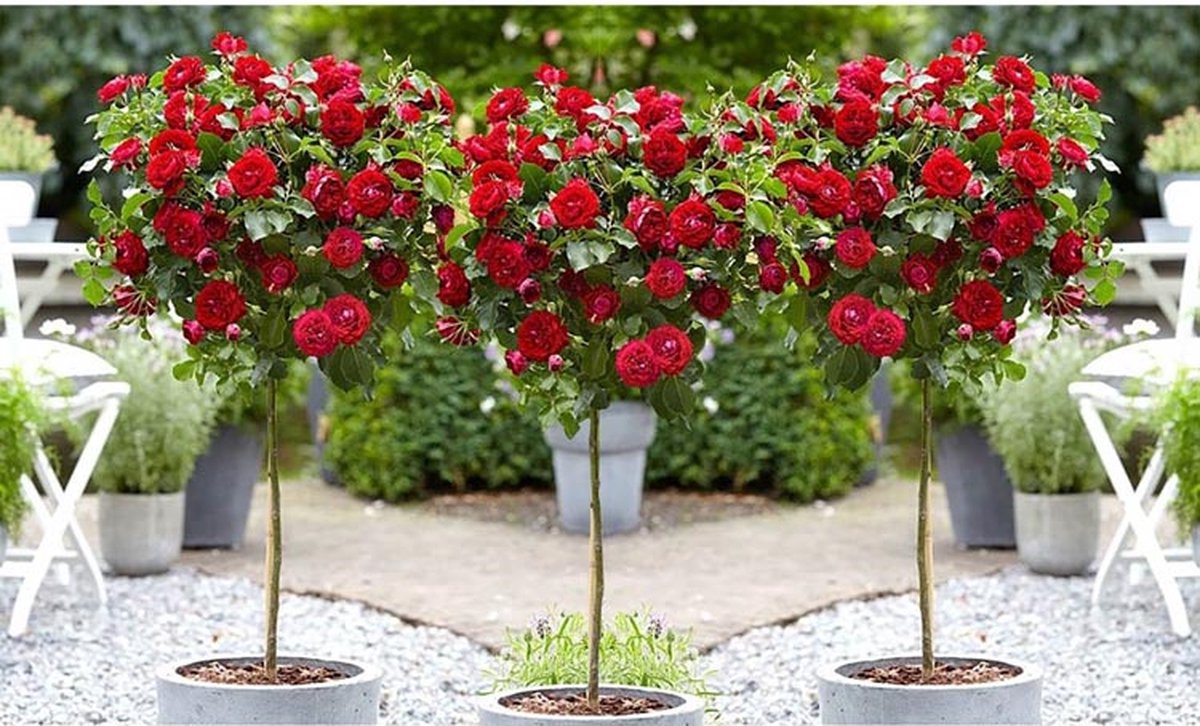  Stamrozen ROOD XXL X 3 - Winterharde Roos - Buitenplant - 120-140 Cm