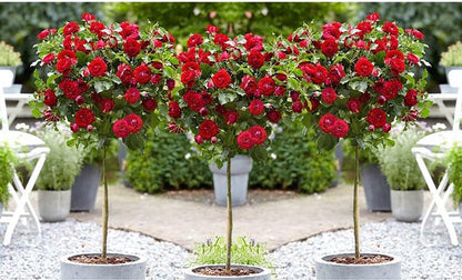  Stamrozen ROOD XXL X 3 - Winterharde Roos - Buitenplant - 120-140 Cm