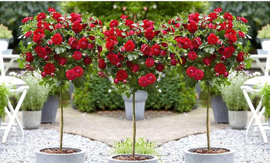  Stamrozen ROOD XXL X 3 - Winterharde Roos - Buitenplant - 120-140 Cm
