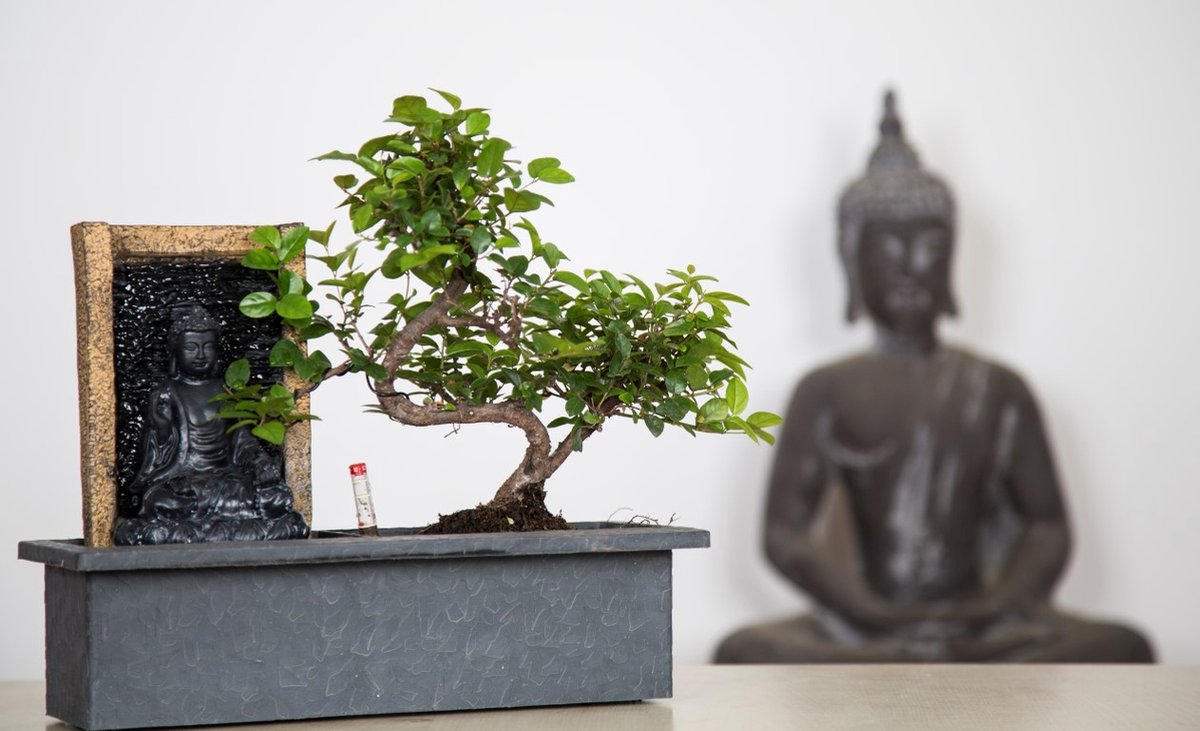  ZynesFlora - Bonsai Met Waterval - Ø 27 Cm - Hoogte: 25-30 Cm - Kamerplant In Pot
