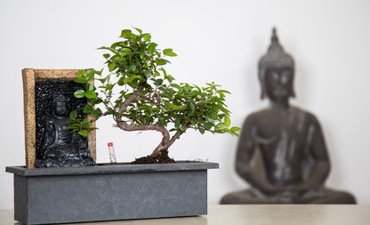  ZynesFlora - Bonsai Met Waterval - Ø 27 Cm - Hoogte: 25-30 Cm - Kamerplant In Pot