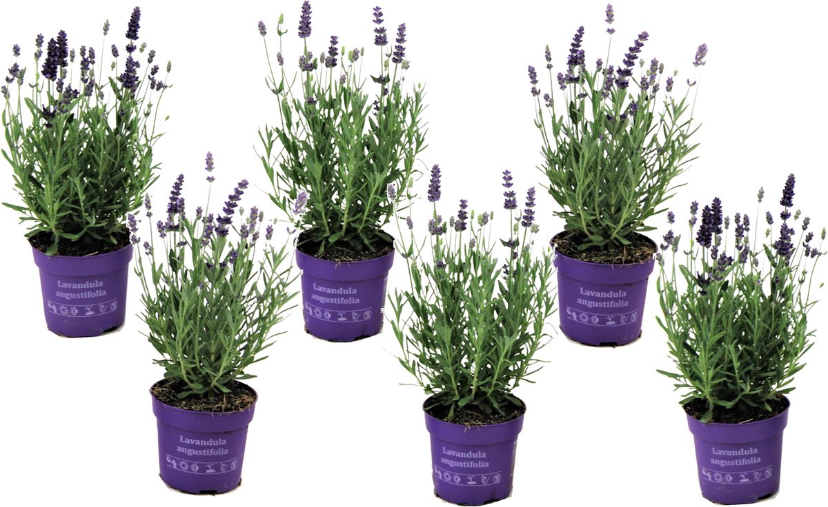  Plant In A Box - Lavandula Angustifolia - Set Van 6 - Winterharde Lavendel Struikjes - Pot 10.5cm - Hoogte 10-15cm