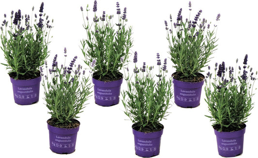  Plant In A Box - Lavandula Angustifolia - Set Van 6 - Winterharde Lavendel Struikjes - Pot 10.5cm - Hoogte 10-15cm