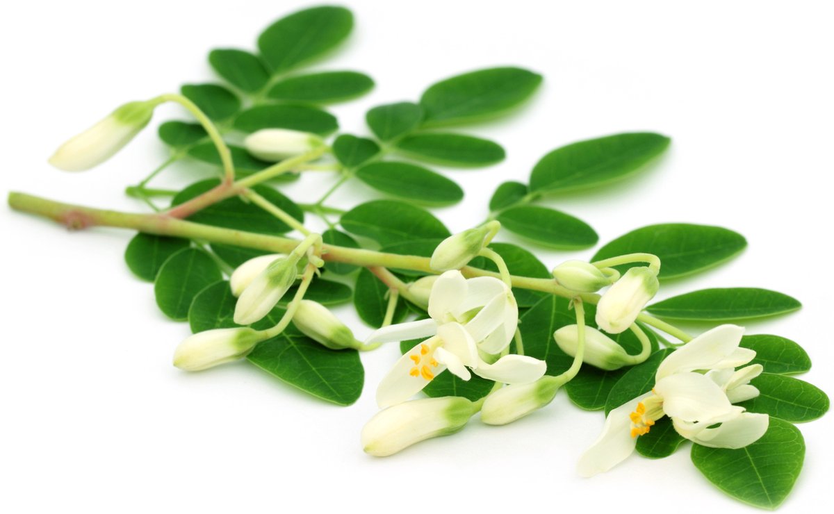  Moringa Oleifera Zaden - Zelf Moringa Oleifera Kweken - Moringa's Finest