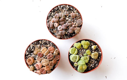  Levende Steentjes Mix Lithops 3x Pot 8,5cm Ikhebeencactus