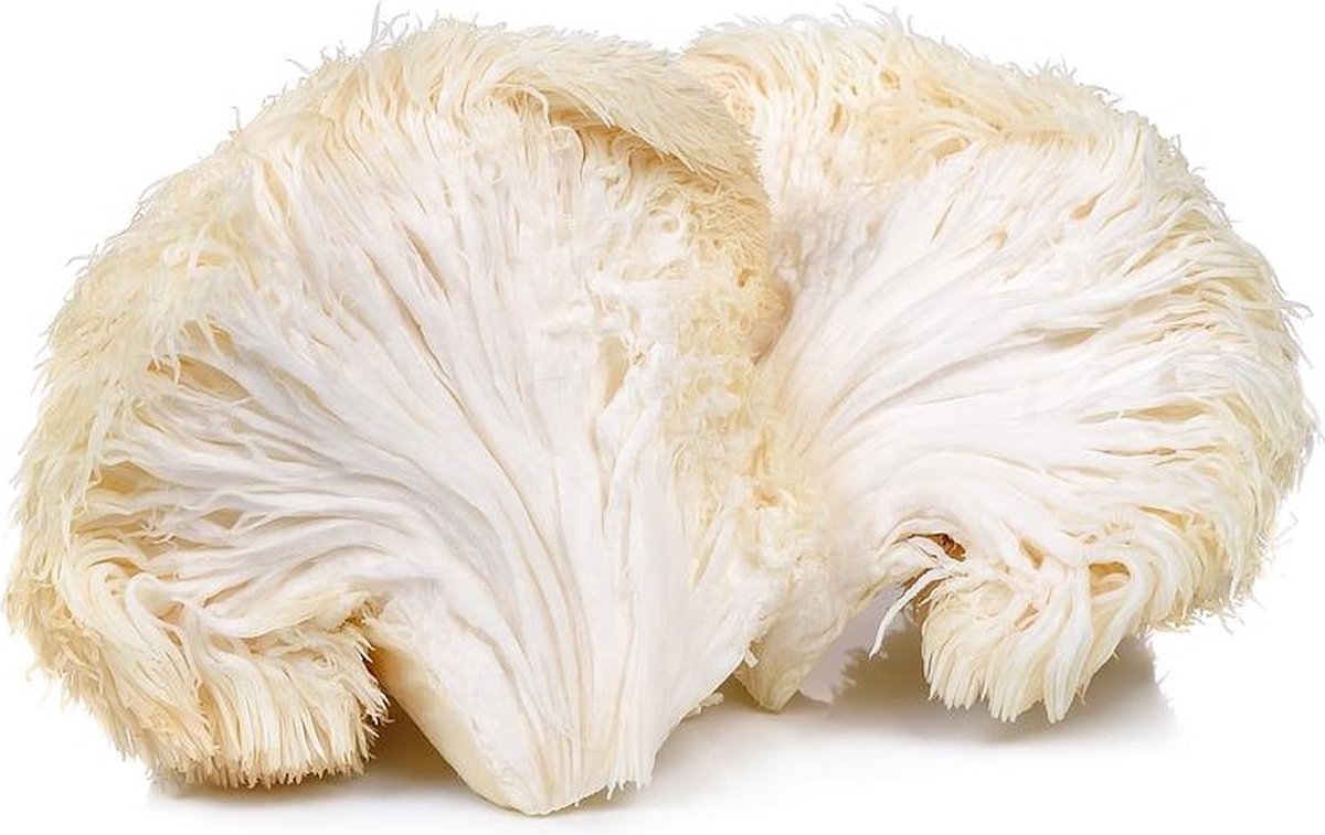  ToshiFarm Broed Voor Pruikzwam - 50 Gram - Zelf Loins Mane Kweken - Broed Voor Lions Mane Kweekset
