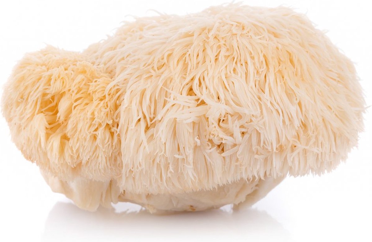  ToshiFarm Broed Voor Pruikzwam - 50 Gram - Zelf Loins Mane Kweken - Broed Voor Lions Mane Kweekset