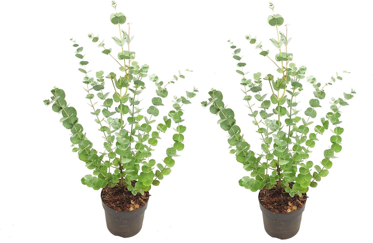  Plant In A Box - Eucalyptus Pulverulenta 'Baby Blue' - Set Van 2 - Pot 13cm - Hoogte 25-40cm