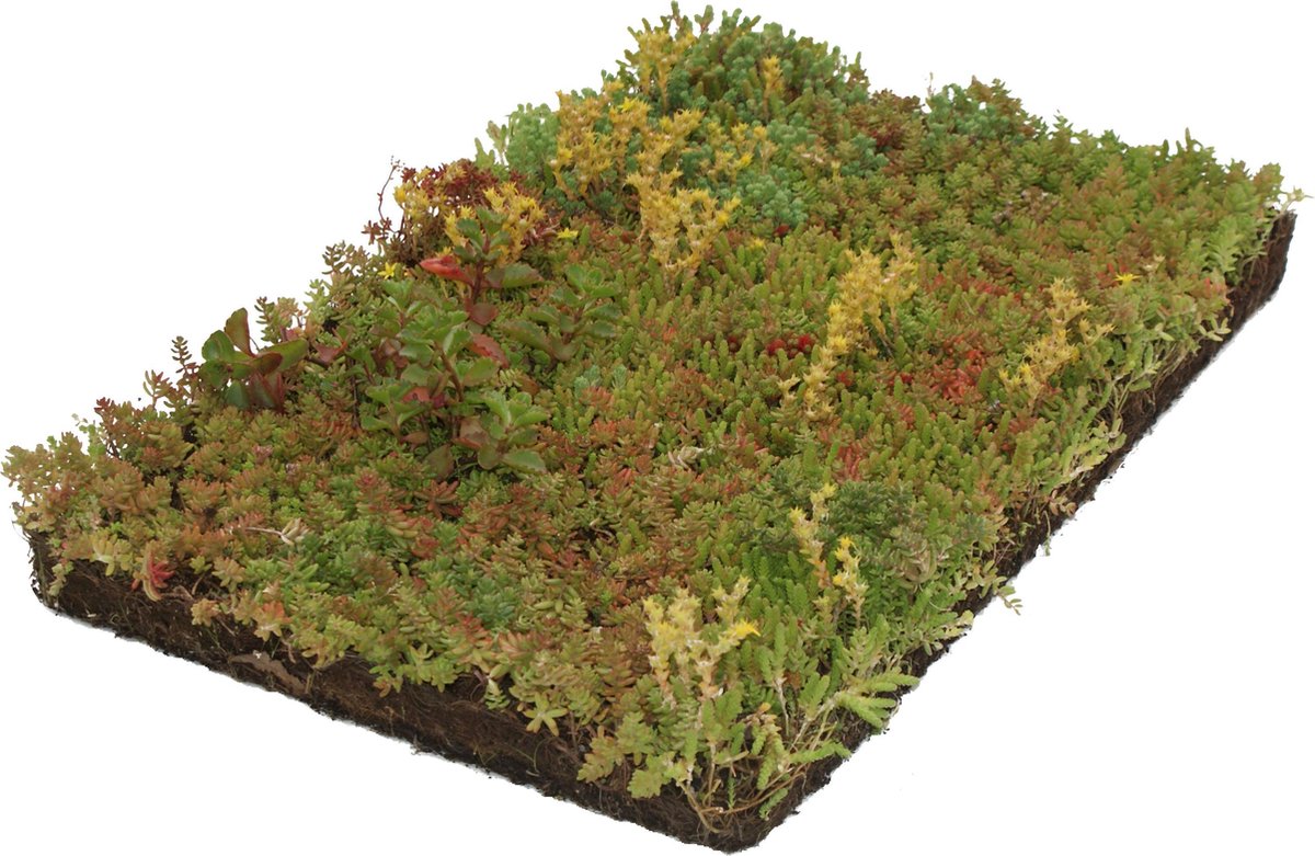  Covergreen Kant-en-klare Sedum Plantenmat