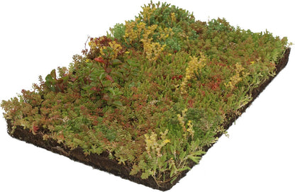  Covergreen Kant-en-klare Sedum Plantenmat