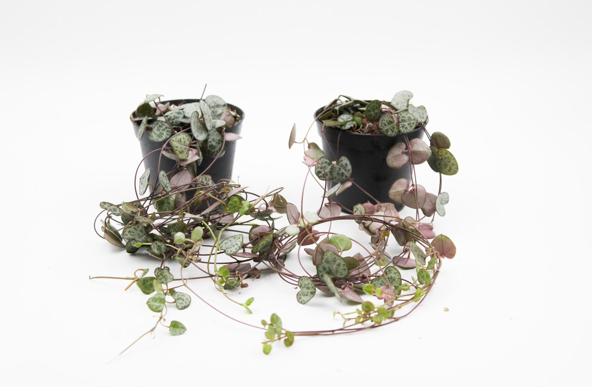  Ikhebeencactus Ceropegia Woodii String Of Hearts Chinees Lantaarn Hangplant 2 Stuks 8cm Pot