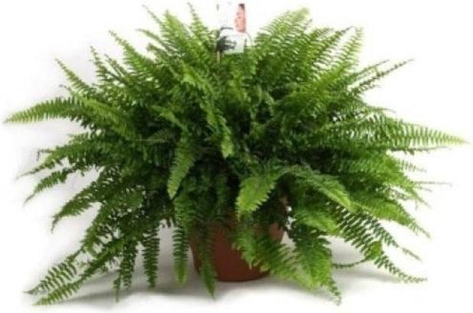  Koopjetuinspul Krulvaren Nephrolepis - Kamerplant - ↑ 60 CM