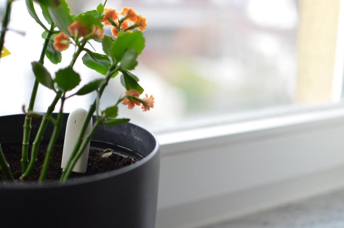  Xiaomi HHCC - Flower Care Smart Plant Sensor | Houdt De Welzijn Van De Planten Goed In De Gaten!!