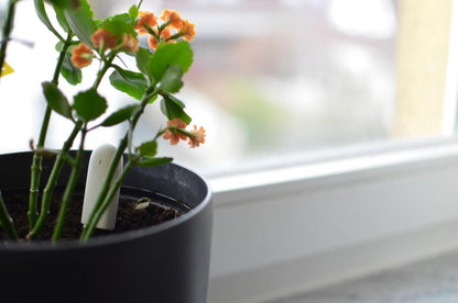  Xiaomi HHCC - Flower Care Smart Plant Sensor | Houdt De Welzijn Van De Planten Goed In De Gaten!!