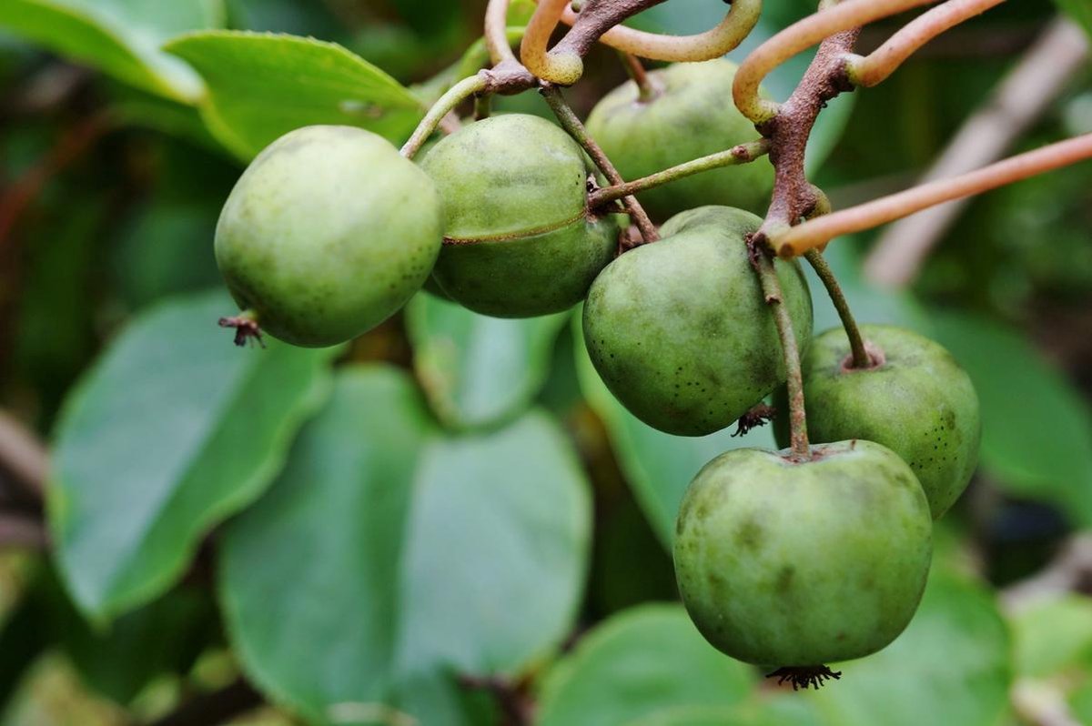 Merkloos Mini-kiwi - Kiwibes - Actinidia Arguta Issai - Zoete Kiwi - Hoogte 60cm - Winterhard - Kleinfruit - Fruitstruik - Plant - Eigen Fruit Kweken