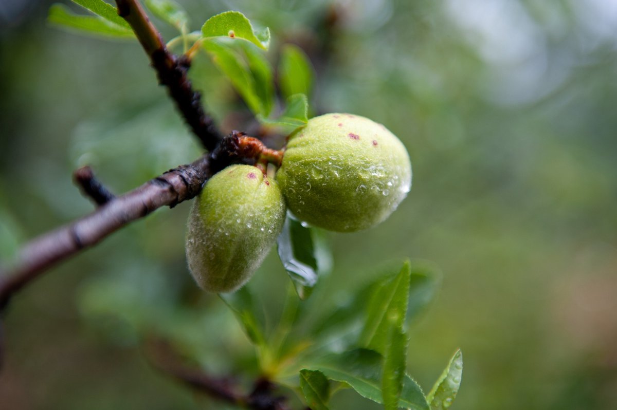  Prunus Dulcis 'Texas', Amandelboom, 5 Liter Pot