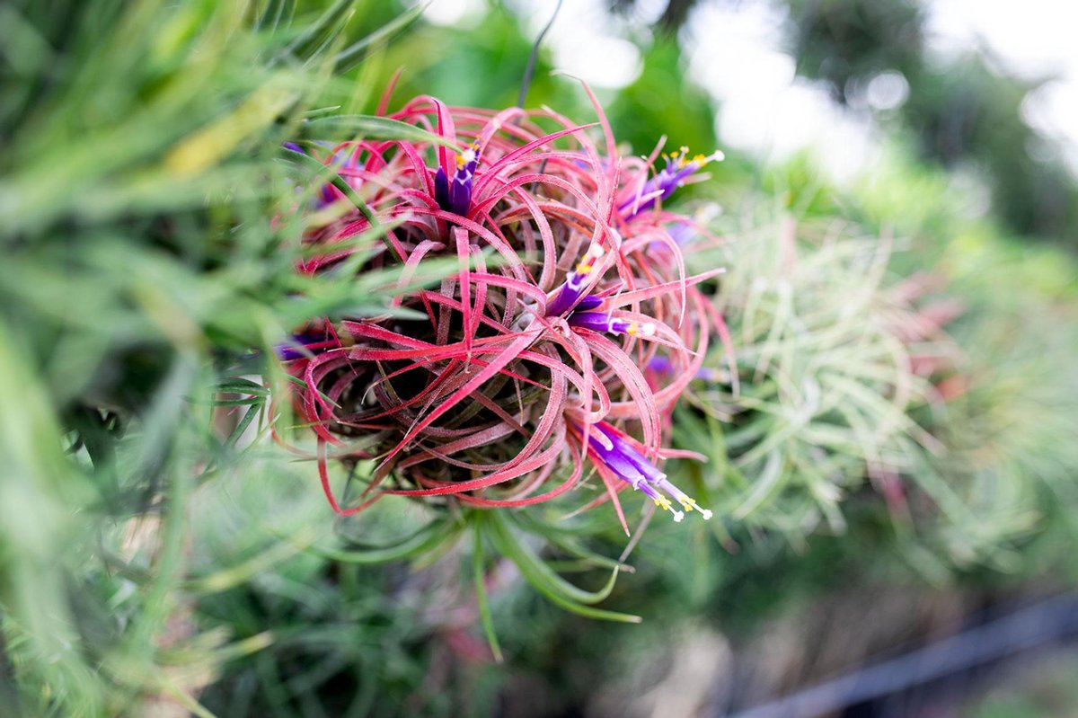  Deco Frame Met Airplant Tillandsia(S)