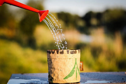  Van 32,95 Voor 24,95 3 Stuks Moestuin Kweekset Aardbei, Tomaat Paprika GRATIS VERZENDING