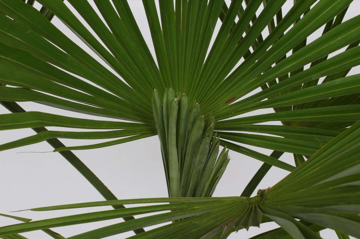  Winterharde Palmboom - Trachycarpus Fortunei 100cm