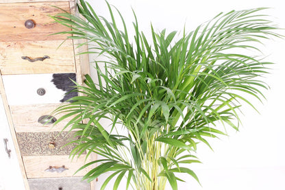  XXL Areca Palm - Goudpalm, Dypsis Lutescens - 130 Cm Hoog, ø24cm - Grote Kamerplant - Tropische Palm - Luchtzuiverend - Vers Van De Kwekerij