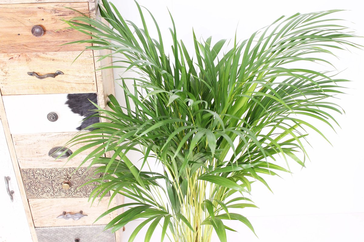  Areca Palm 110 Cm Hoog - 21cm Potmaat - Grote Kamerplant - Dypsis Lutescens