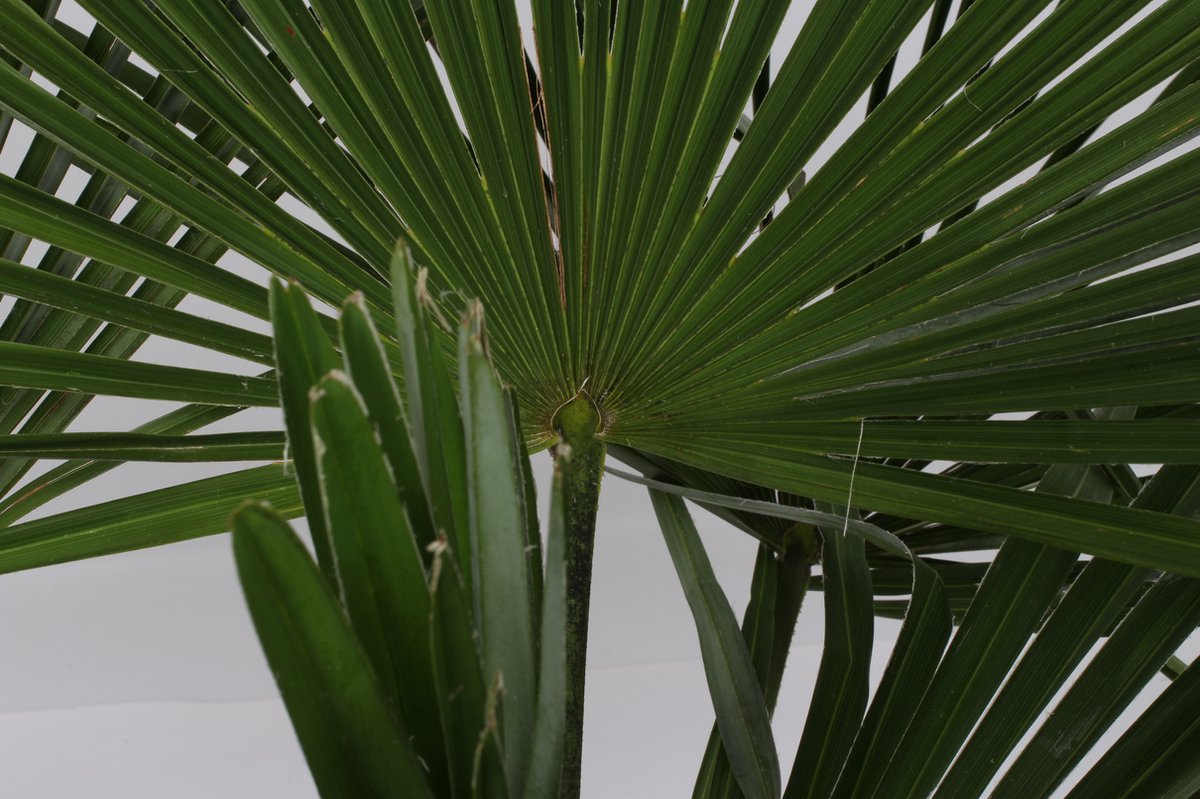  Winterharde Plamboom - Trachycarpus Fortunei 130cm