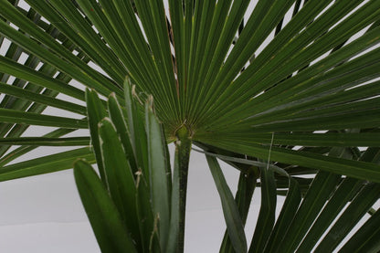 Winterharde Plamboom - Trachycarpus Fortunei 130cm
