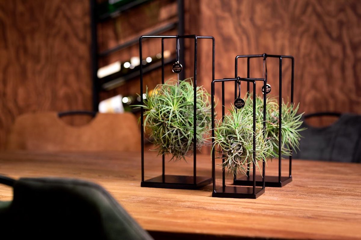  Deco Frame Met Airplant Tillandsia(S)