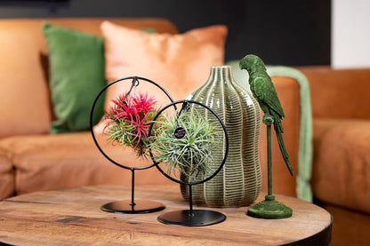  Deco Frame Rond Met Tillandsia Airplant Bol (S)