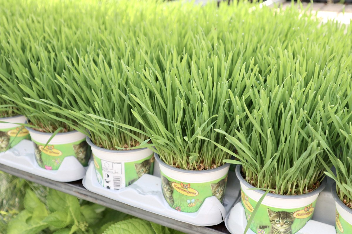  Kattengras - Gerst - Huisdier - Diervriendelijke Kamerplant - Triticum Aestivum - Potmaat Ø12cm - 2 Stuks