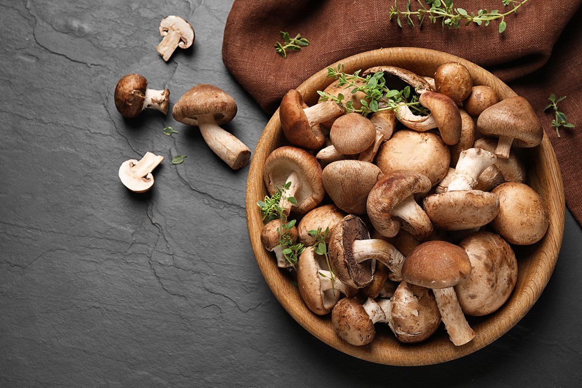  ToshiFarm Broed Voor Shiitake - 50 Gram - Zelf Shiitake Kweken - Broed Voor Shiitake Kweekset - Paddenstoel Sporen