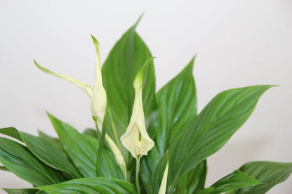  Spathiphyllum In Sierpot Emma Groen – Witte Kamerplant – Luchtzuiverende Lepelplant - ↕35-50cm - Ø13 – Geleverd Met Plantenpot – Vers Uit De Kwekerij