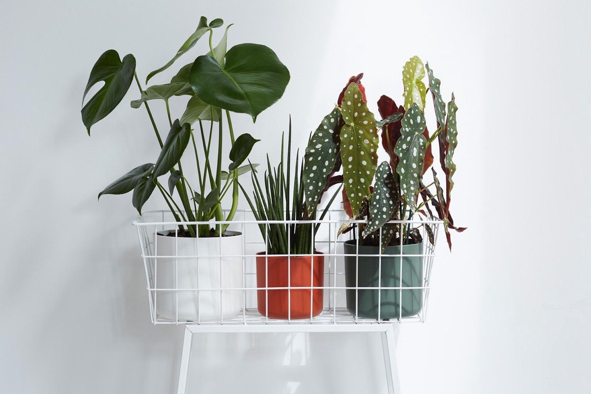 Elho B.for Soft Rond 30 - Bloempot Voor Binnen - Ø 29.5 X H 27.6 Cm - Wit