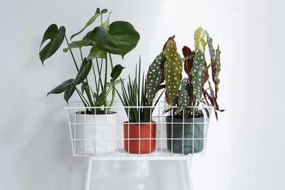 Elho B.for Soft Rond 30 - Bloempot Voor Binnen - Ø 29.5 X H 27.6 Cm - Wit