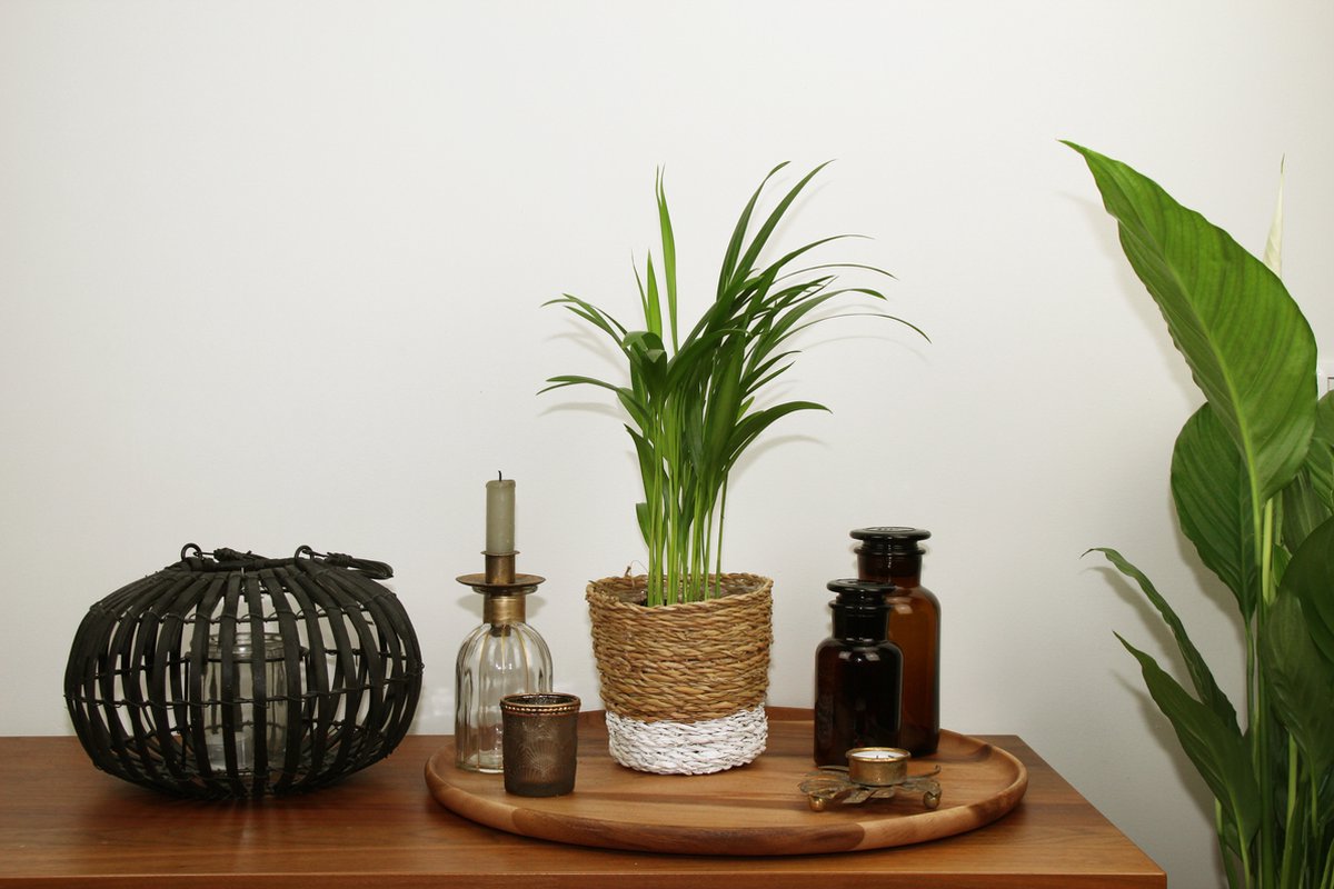  Areca In Siermand Amber Wit – Luchtzuiverende Kamerplant – Eenvoudig Te Onderhouden Goudpalm - ↕35-50cm - Ø13 – Geleverd Met Plantenpot – Vers Uit De Kwekerij