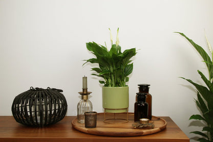  Spathiphyllum In Sierpot Emma Groen – Witte Kamerplant – Luchtzuiverende Lepelplant - ↕35-50cm - Ø13 – Geleverd Met Plantenpot – Vers Uit De Kwekerij