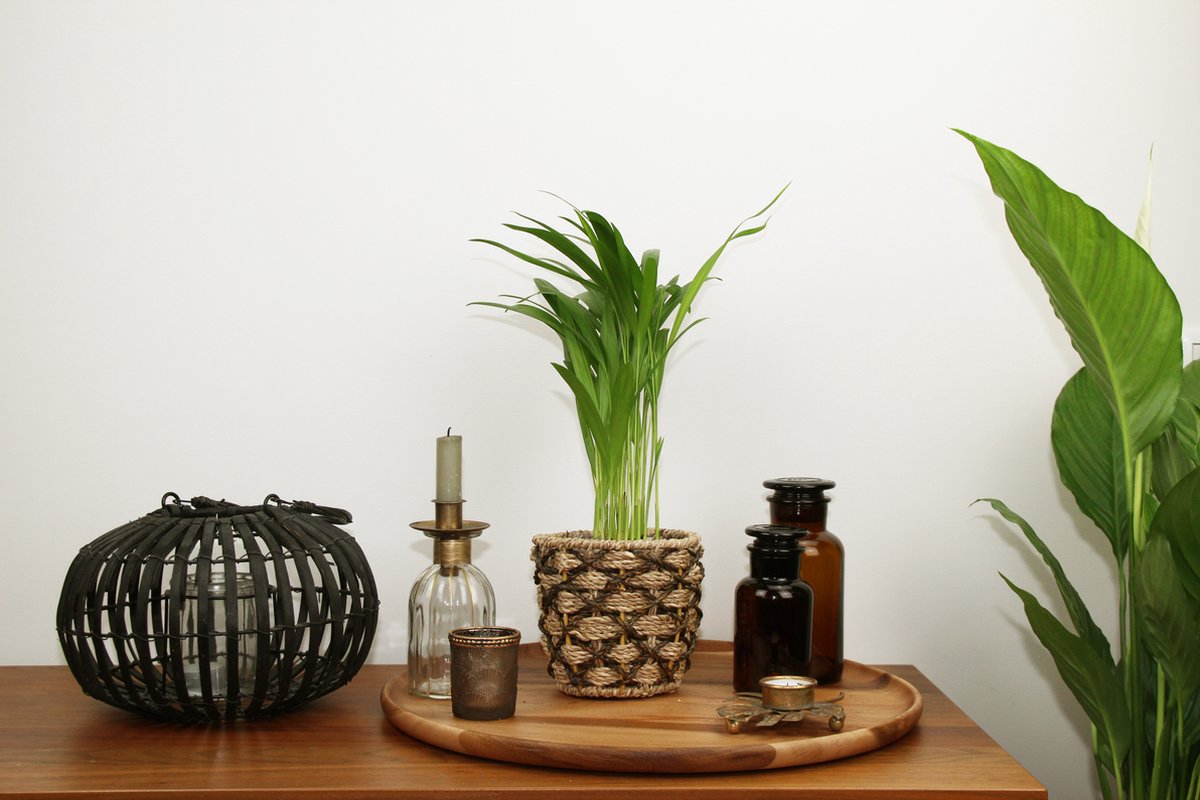  Areca In Siermand Guusje Naturel – Luchtzuiverende Kamerplant – Eenvoudig Te Onderhouden Goudpalm - ↕35-50cm - Ø13 – Geleverd Met Plantenpot – Vers Uit De Kwekerij