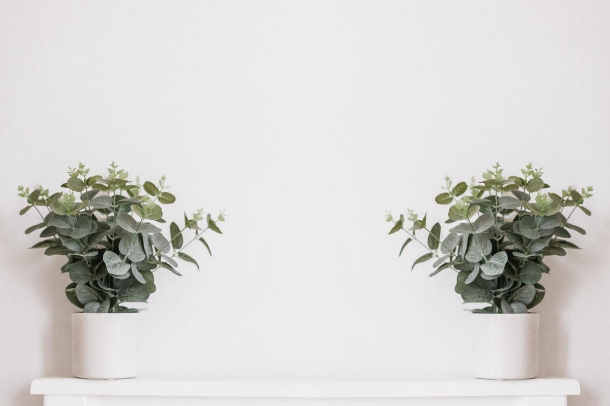  Eucalyptus Gunnii - Gomboom - Heester - Groenblijvend - ⌀17 Cm - 40-50 Cm
