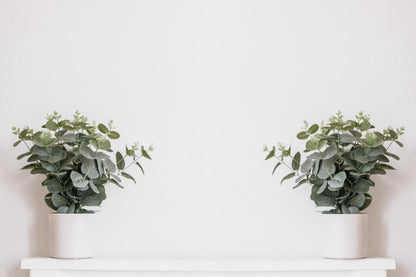  Eucalyptus Gunnii - Gomboom - Heester - Groenblijvend - ⌀17 Cm - 40-50 Cm