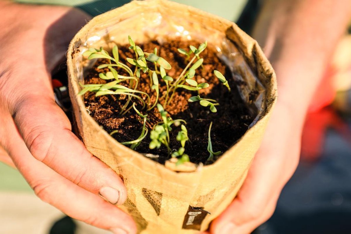  Van 32,95 Voor 24,95 3 Stuks Moestuin Kweekset Aardbei, Tomaat Paprika GRATIS VERZENDING