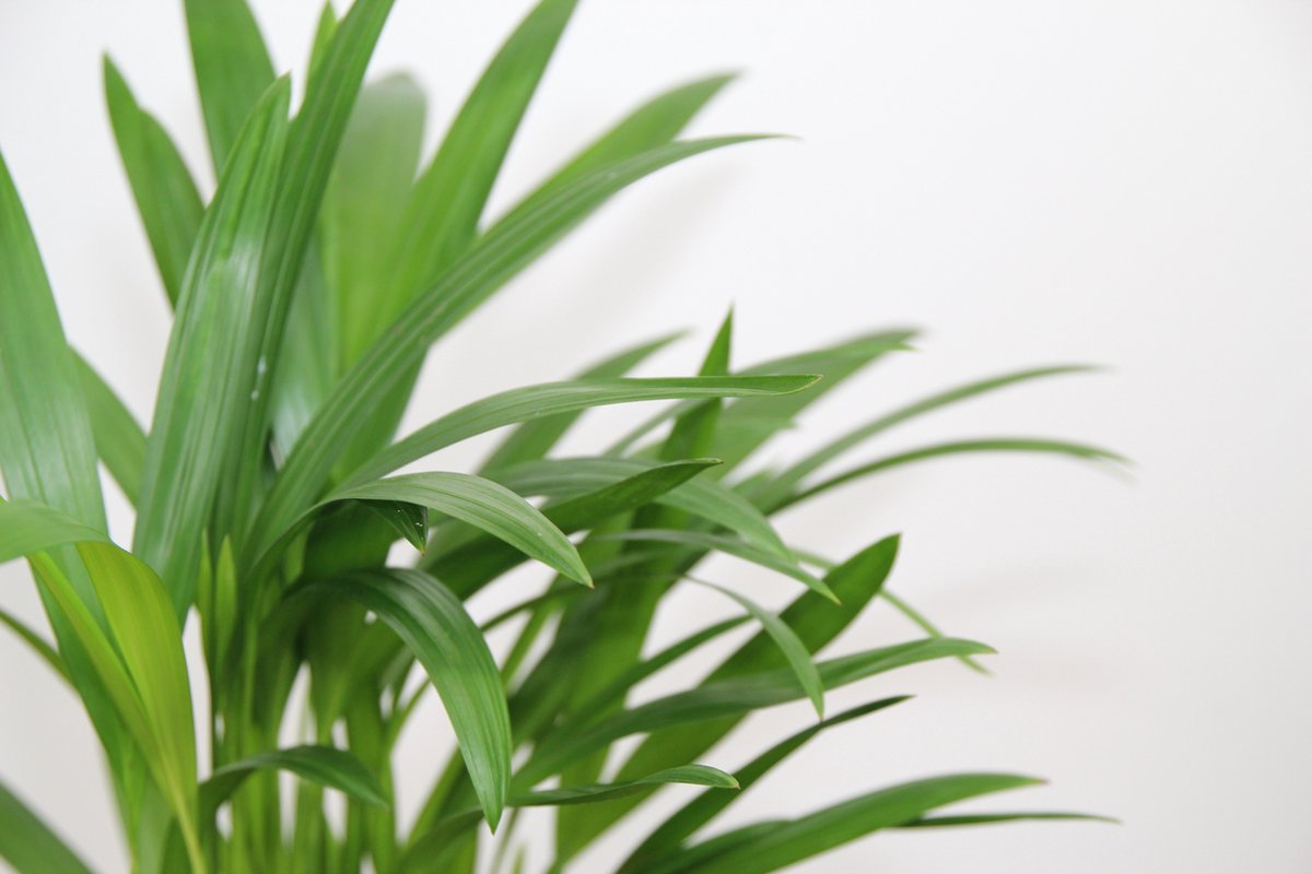  Areca In Siermand Guusje Naturel – Luchtzuiverende Kamerplant – Eenvoudig Te Onderhouden Goudpalm - ↕35-50cm - Ø13 – Geleverd Met Plantenpot – Vers Uit De Kwekerij