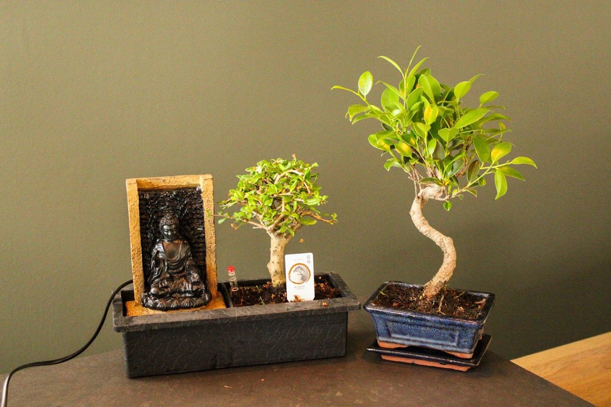  ZynesFlora - Bonsai Met Waterval - Ø 27 Cm - Hoogte: 25-30 Cm - Kamerplant In Pot