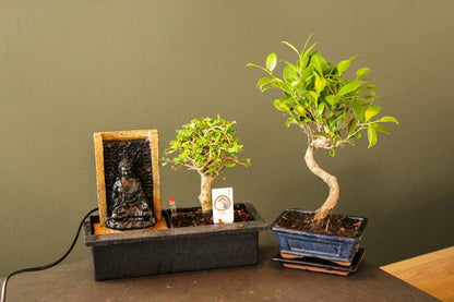  ZynesFlora - Bonsai Met Waterval - Ø 27 Cm - Hoogte: 25-30 Cm - Kamerplant In Pot