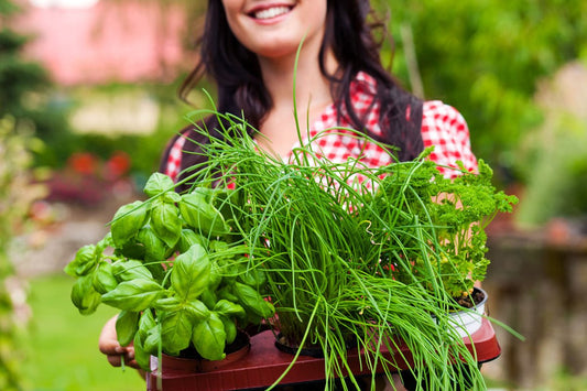  Kruidentuin - 6 Soorten Kruidenplanten: Maggi, Munt, Citroenmelisse, Curry, Rozemarijn, Tijm - Herbs - Kruidenplanten - Tuinplanten