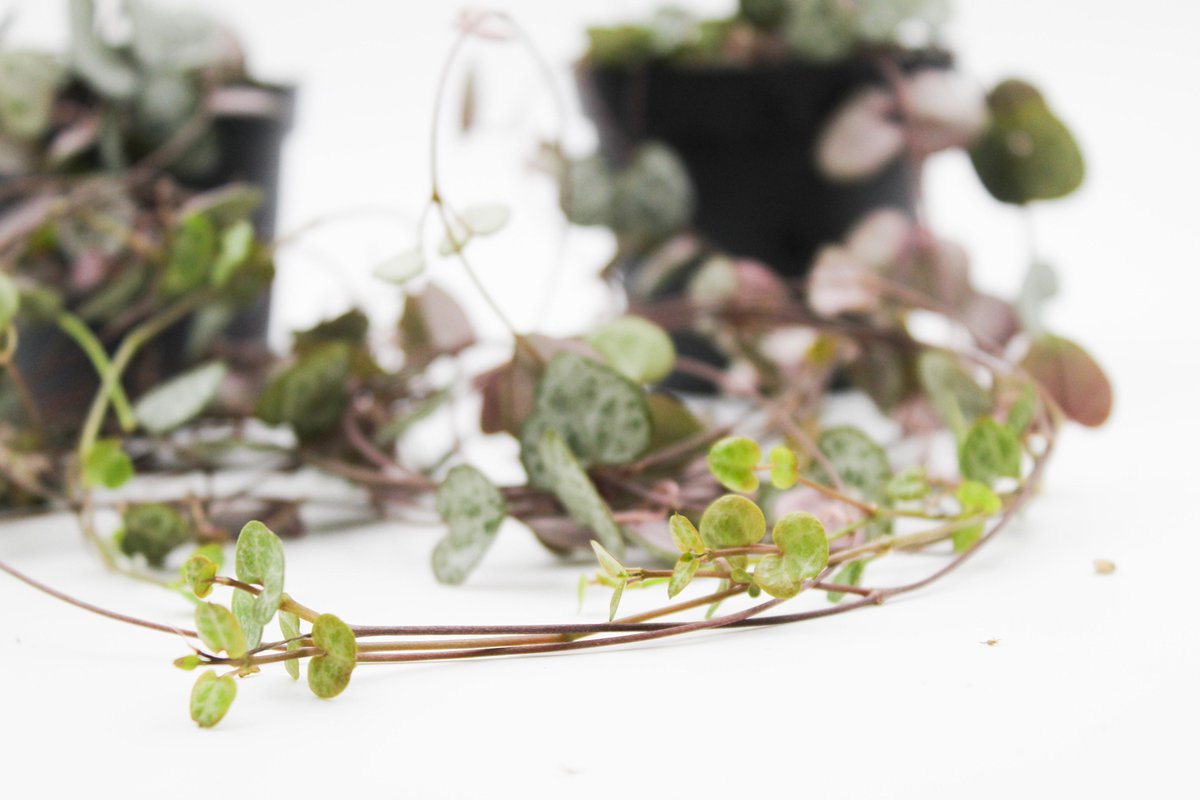  Ikhebeencactus Ceropegia Woodii String Of Hearts Chinees Lantaarn Hangplant 2 Stuks 8cm Pot