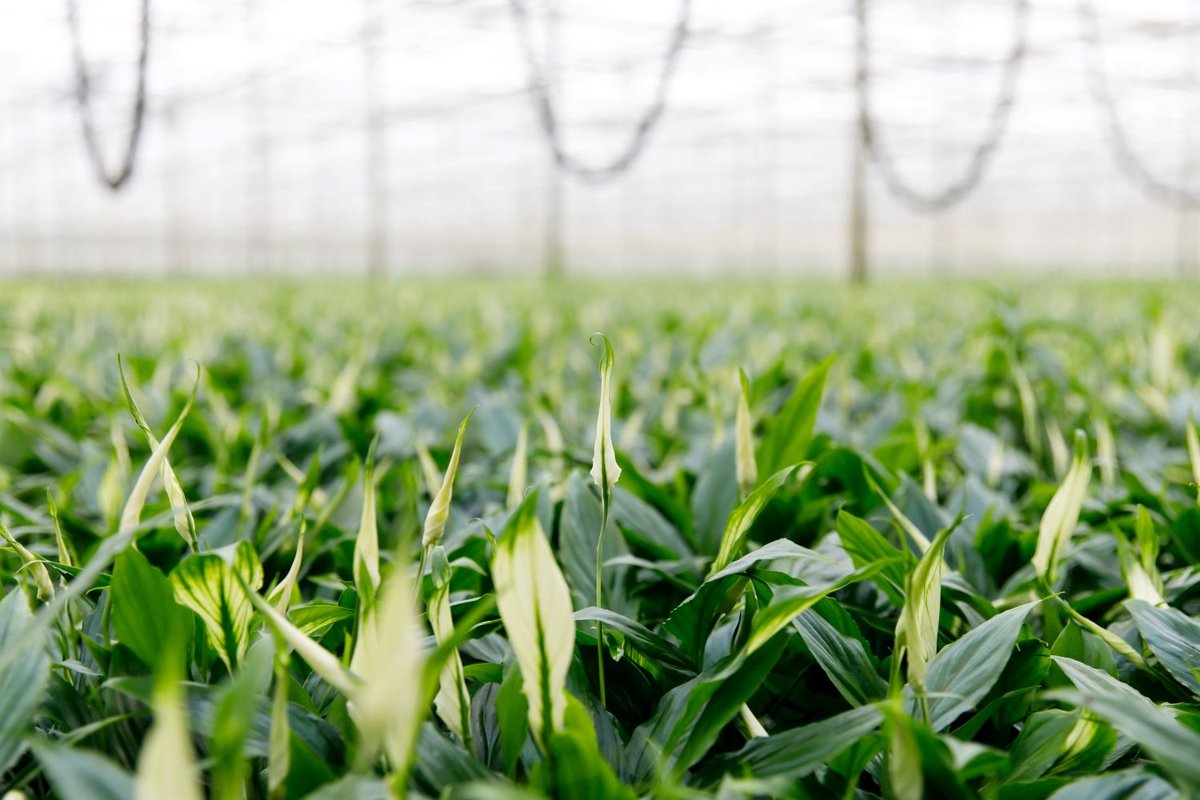  Spathiphyllum In Sierpot Emma Groen – Witte Kamerplant – Luchtzuiverende Lepelplant - ↕35-50cm - Ø13 – Geleverd Met Plantenpot – Vers Uit De Kwekerij