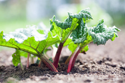  Rabarber - Rheum Red Champagne 3 Planten - Plant - Groente - Moestuin - Garden Select